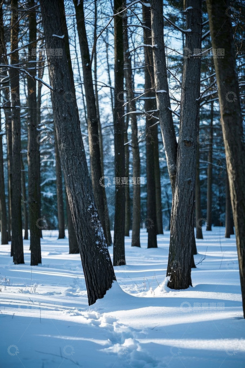 高清大图下载【趣麦麦图】冬日积雪覆盖的森林景象