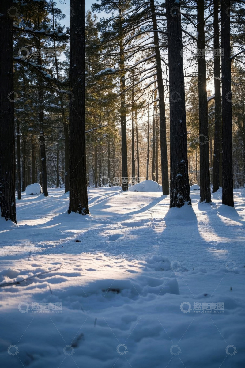 高清大图下载【趣麦麦图】冬日雪覆盖的森林景观