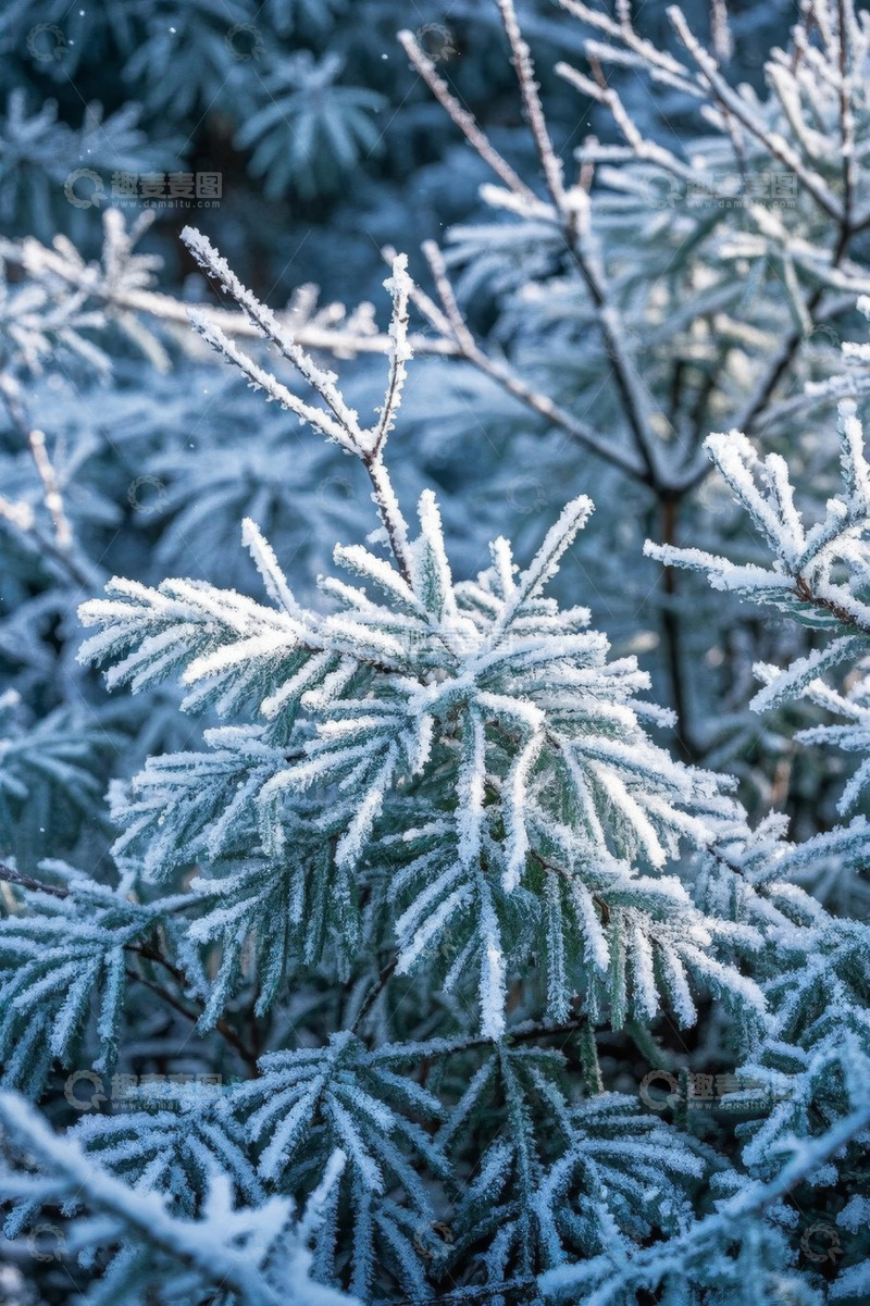 高清大图下载【趣麦麦图】覆雪的绿色植物特写