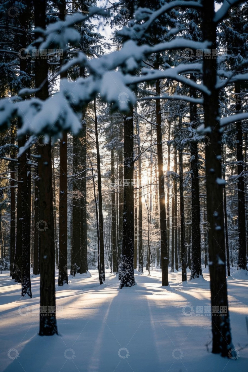 高清大图下载【趣麦麦图】冬日雪覆盖的森林阳光景象