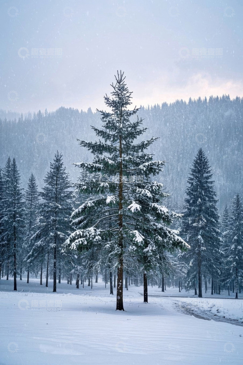 雪中森林里的挺拔松树
