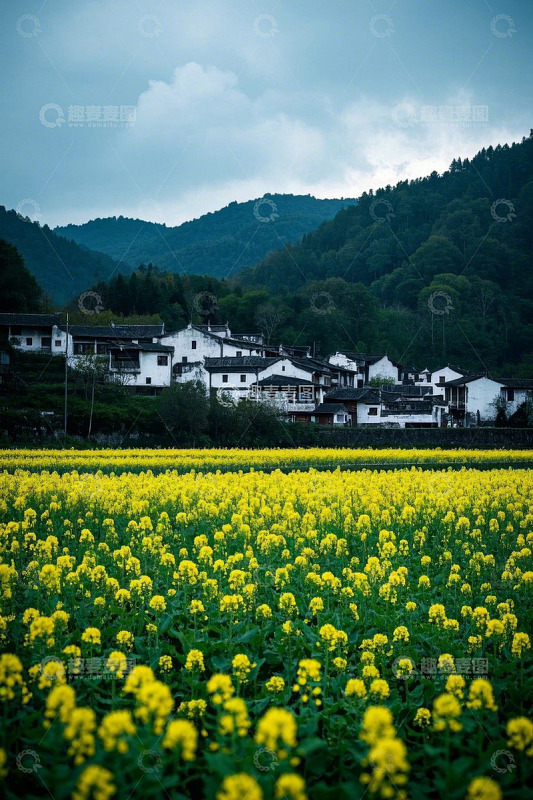 油菜花田旁的白墙黑瓦村落