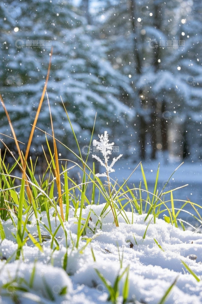 高清大图下载【趣麦麦图】雪地中的青草与飘落雪花