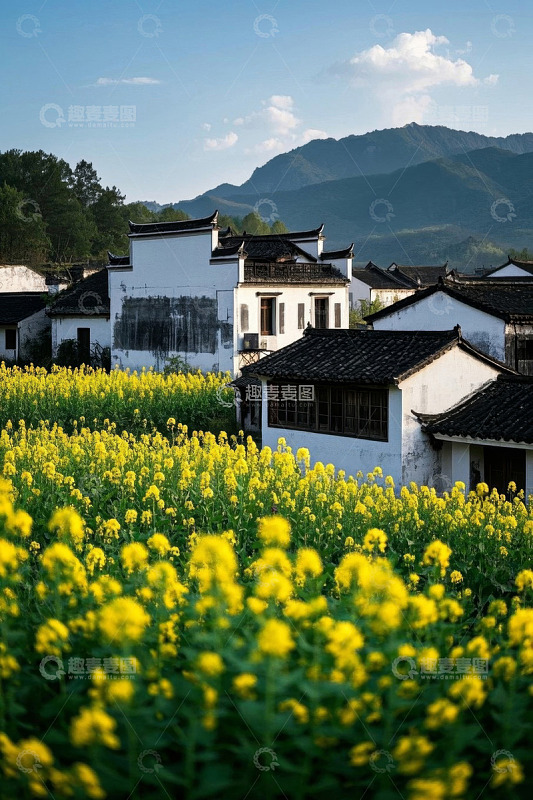 油菜花田旁的徽派民居