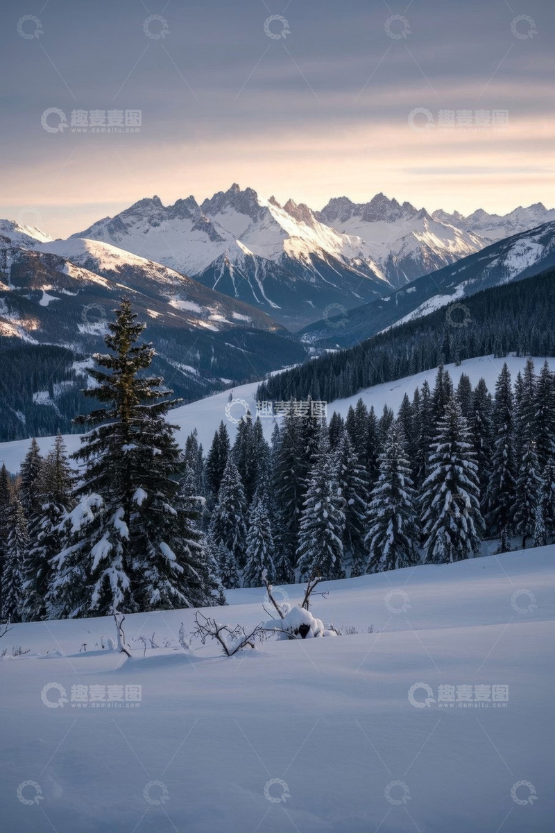 高清大图下载【趣麦麦图】雪山下的雪松林冬日景象
