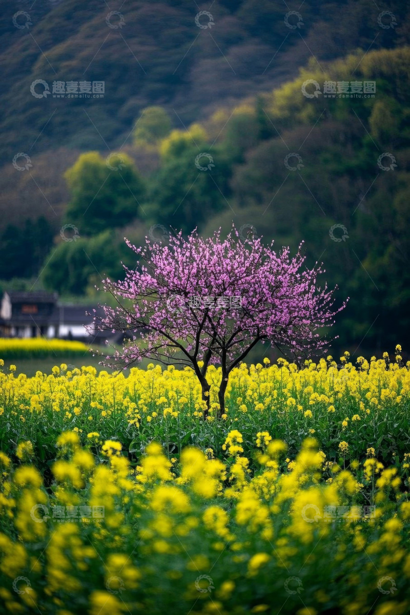 高清大图下载【趣麦麦图】油菜花田中绽放的粉色花树