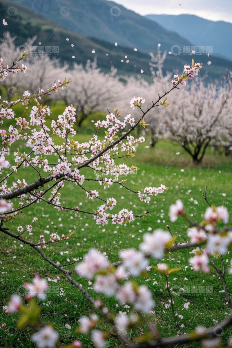 高清大图下载【趣麦麦图】春日繁花盛开的山间草地