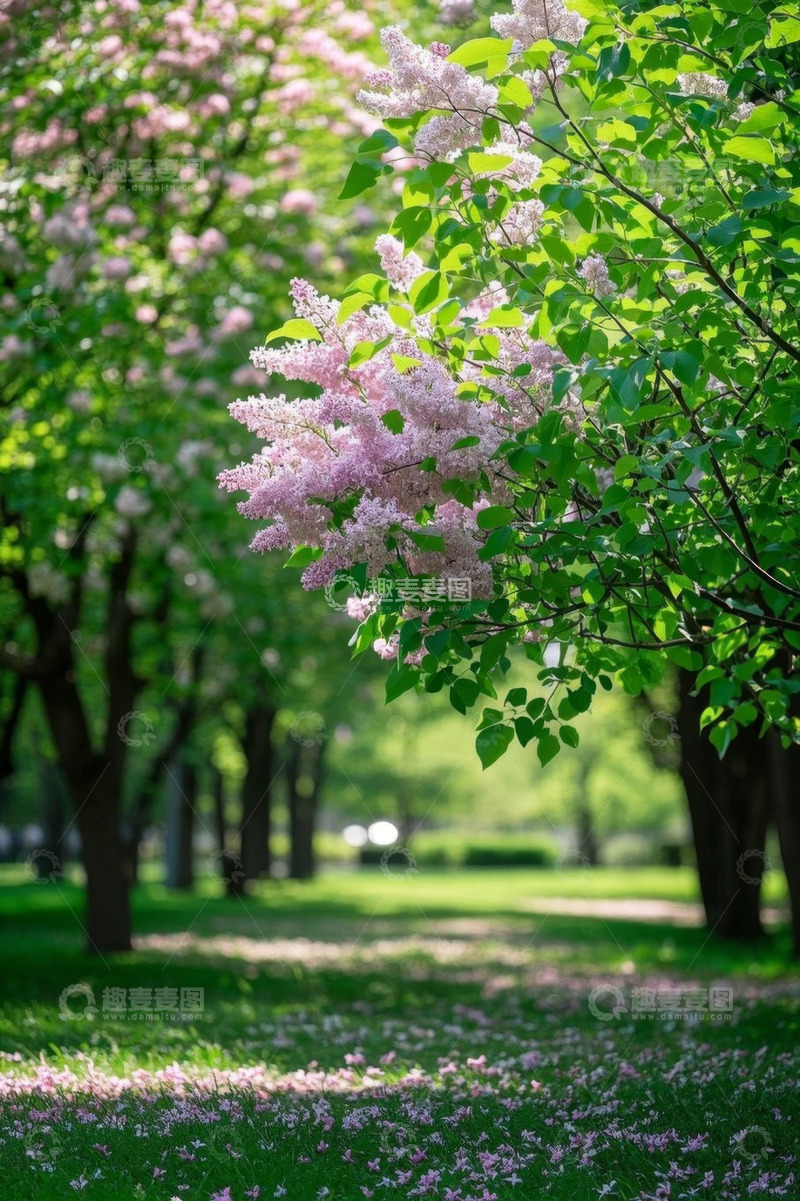 高清大图下载【趣麦麦图】公园盛开的粉色花朵景观