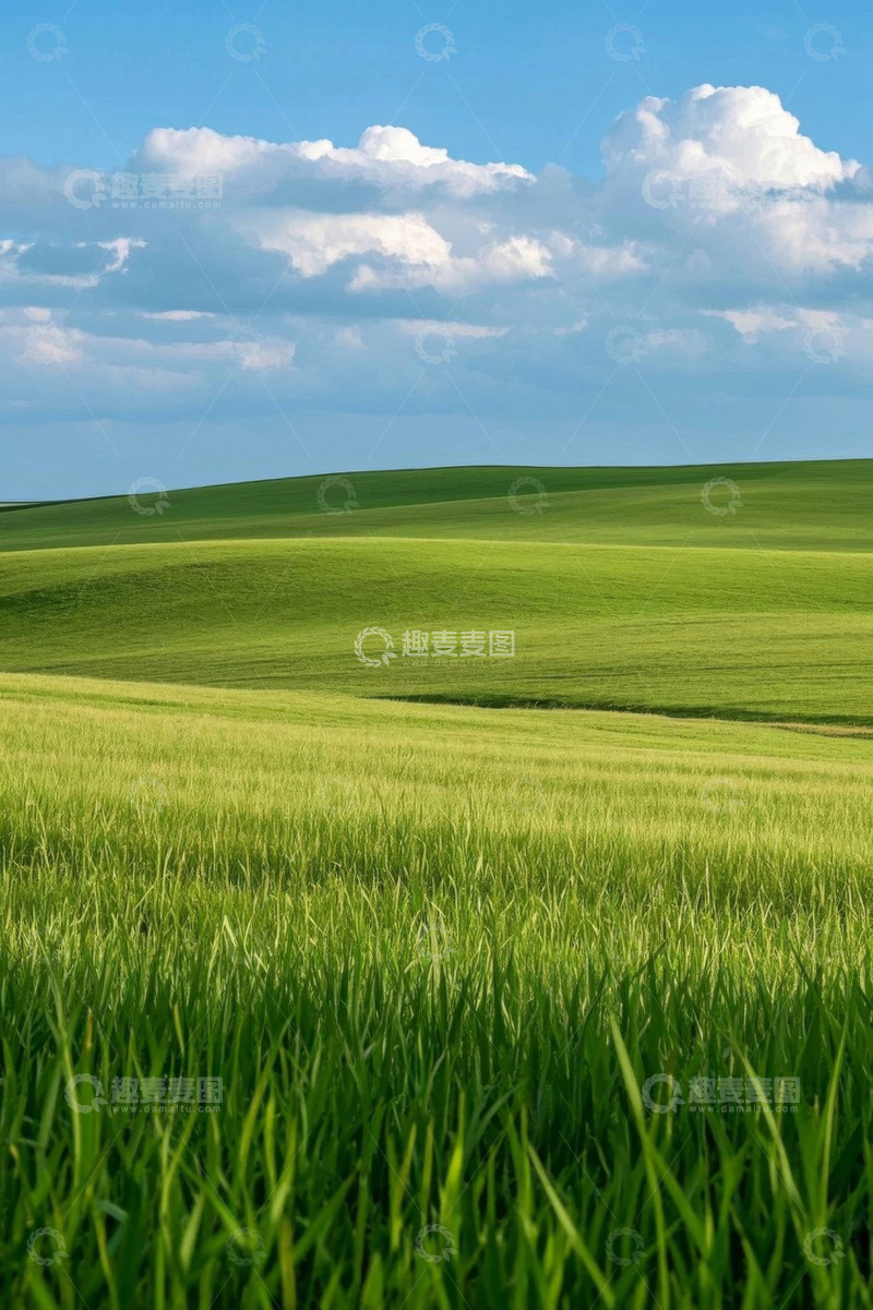 高清大图下载【趣麦麦图】广袤绿色麦田与蓝天白云景致