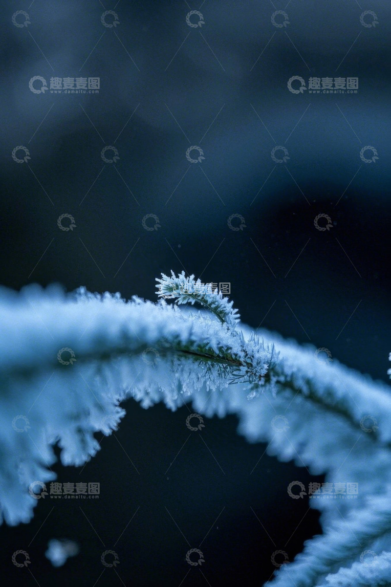 高清大图下载【趣麦麦图】覆霜植物特写