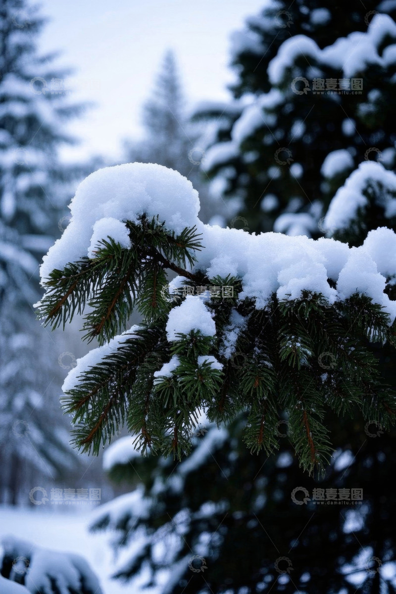 高清大图下载【趣麦麦图】积雪覆盖的松树枝特写