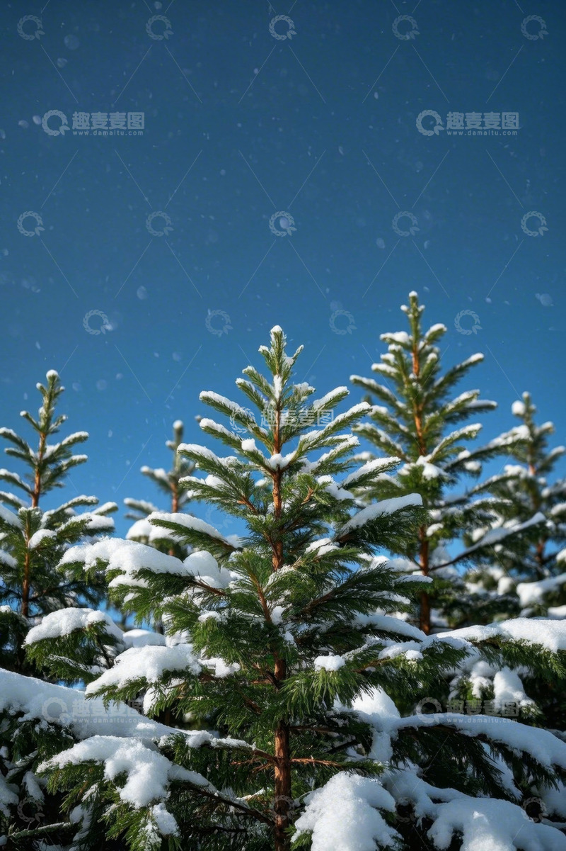 高清大图下载【趣麦麦图】雪覆盖的松树与蓝天景象