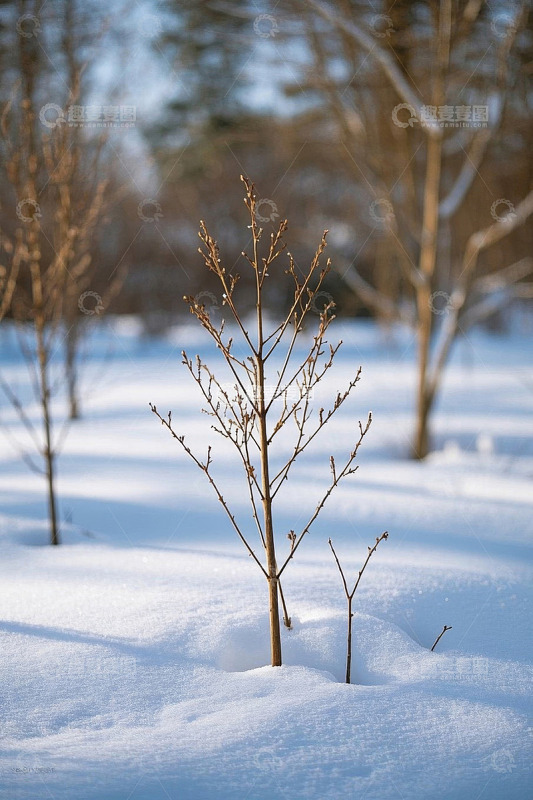 雪地中生长的光秃树苗