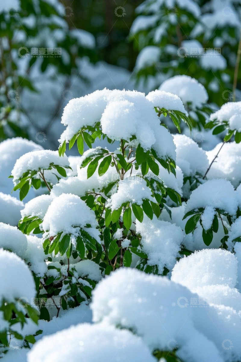 高清大图下载【趣麦麦图】积雪覆盖的绿色植物