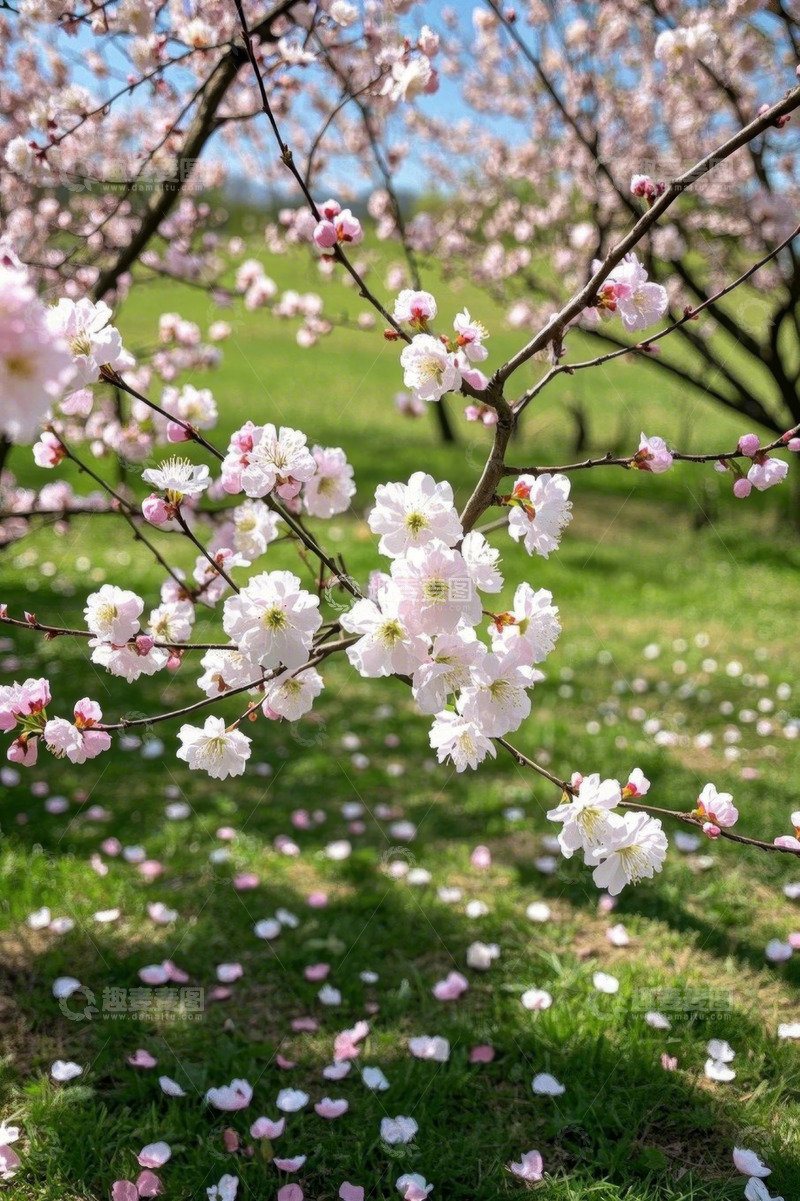 高清大图下载【趣麦麦图】盛开的粉色花朵与草地景观