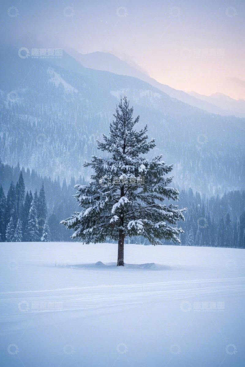 高清大图下载【趣麦麦图】雪地中孤立的雪覆盖松树景观