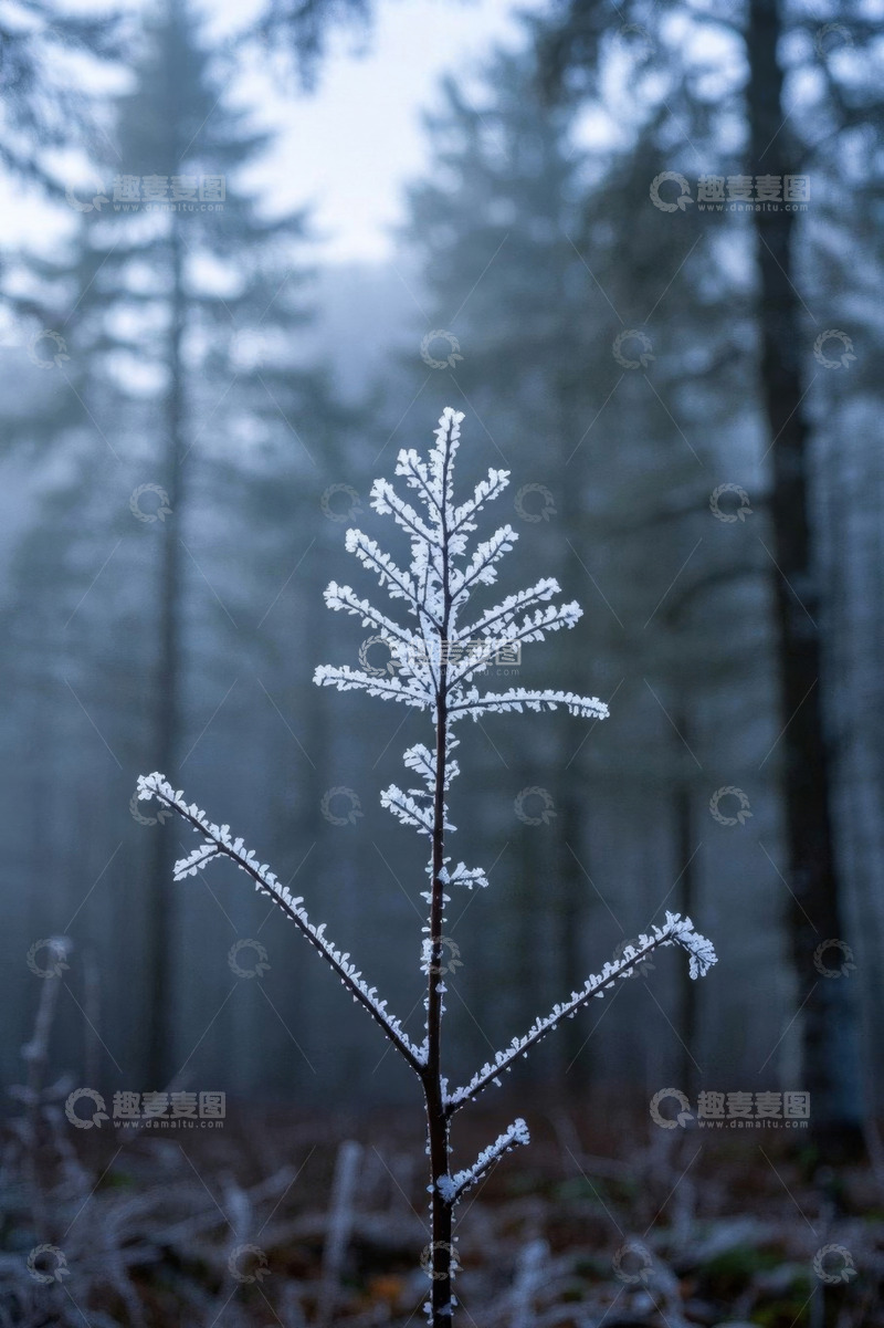 高清大图下载【趣麦麦图】覆霜植物与朦胧森林景观
