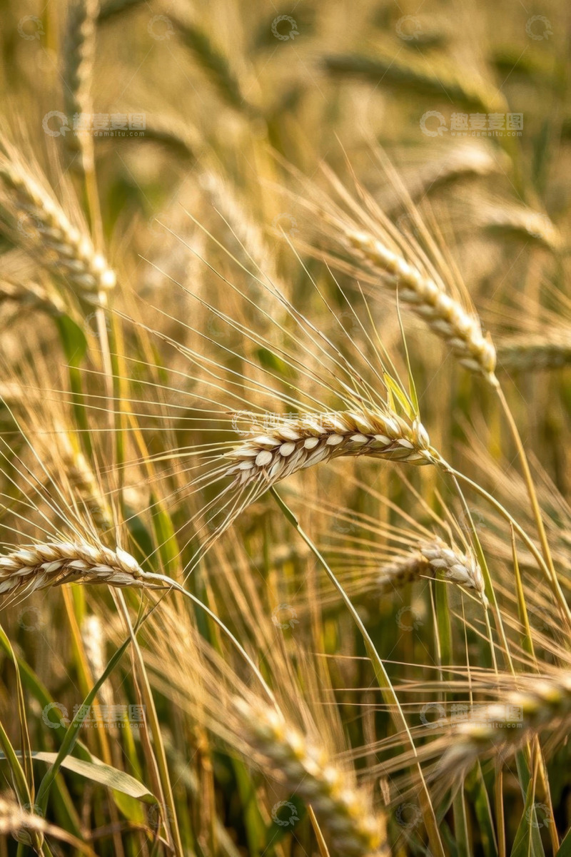 高清大图下载【趣麦麦图】成熟小麦特写