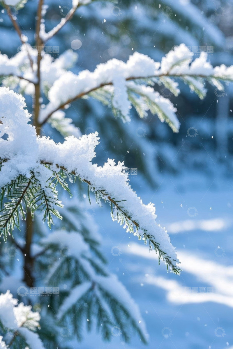 高清大图下载【趣麦麦图】积雪覆盖的松树自然景观