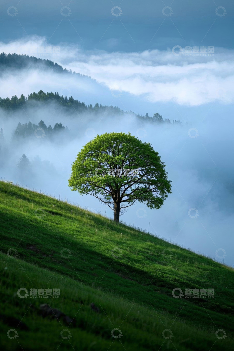 高清大图下载【趣麦麦图】山坡上孤树与云雾风景
