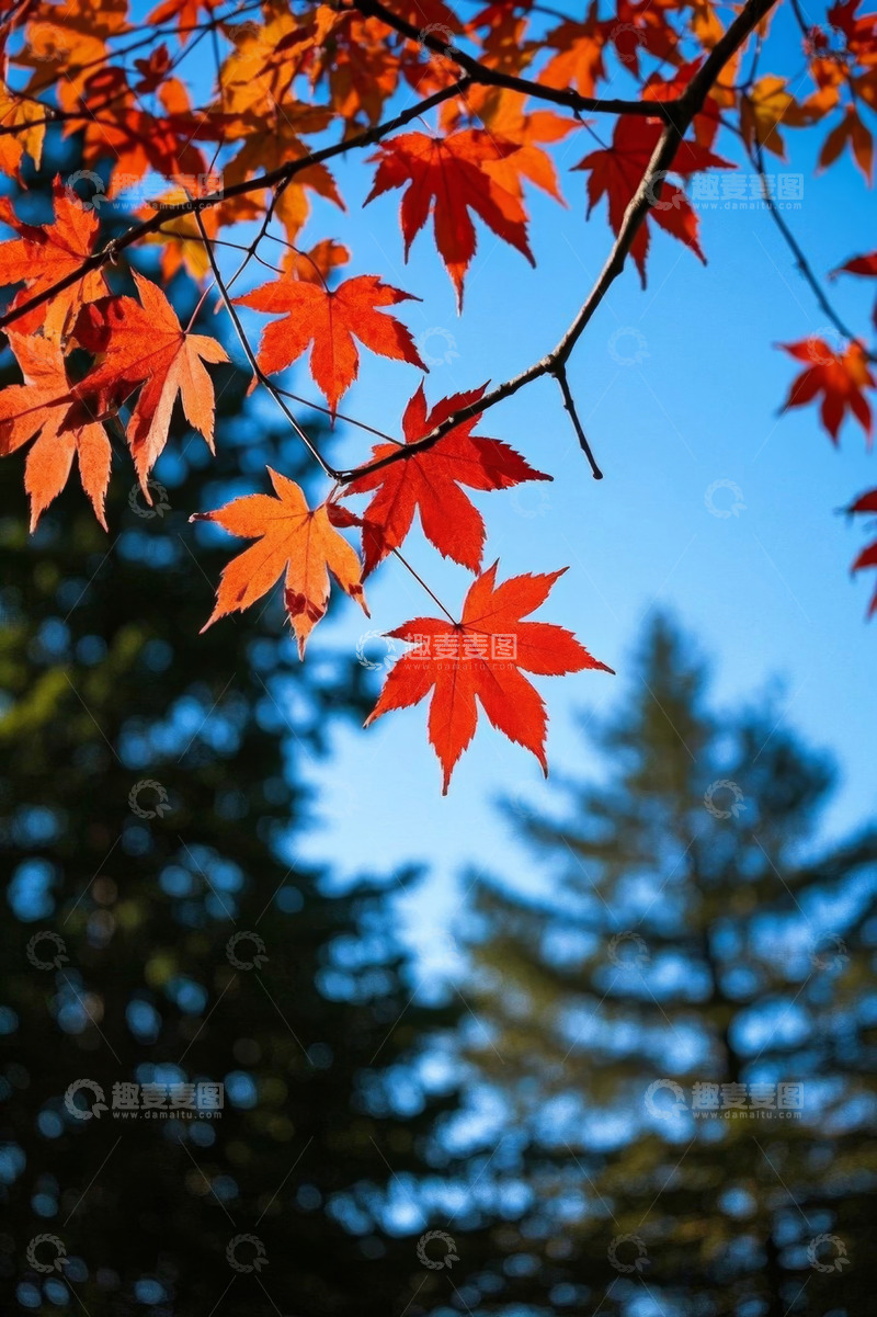 高清大图下载【趣麦麦图】蓝天背景下的红色枫叶