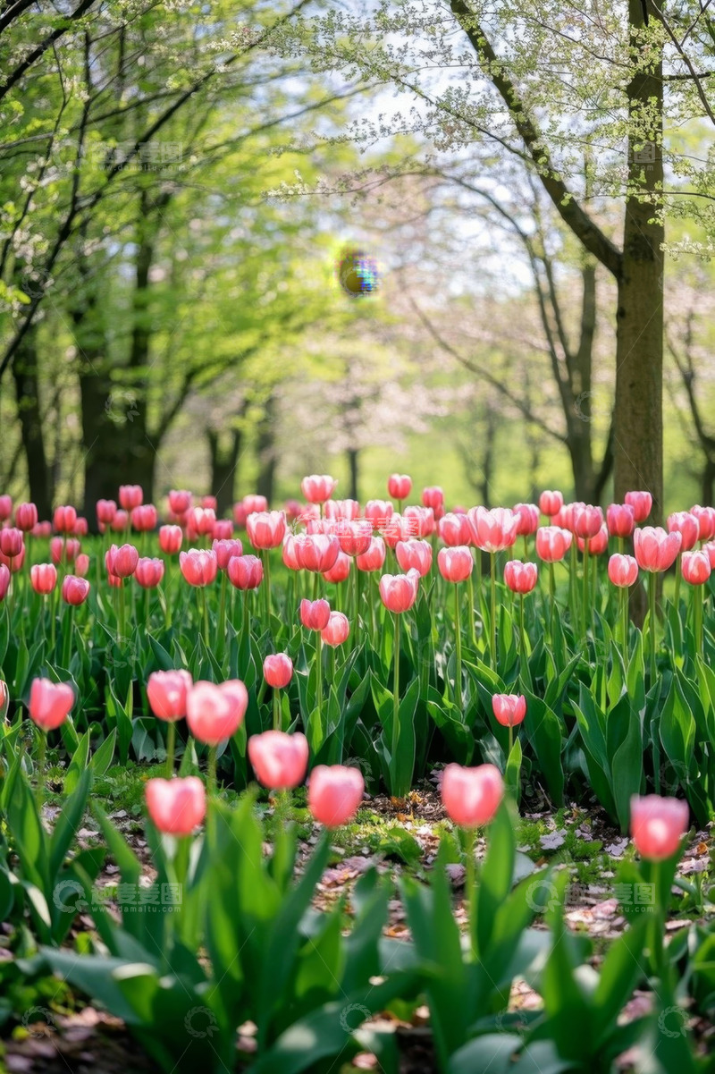 高清大图下载【趣麦麦图】树林中盛开的粉色郁金香