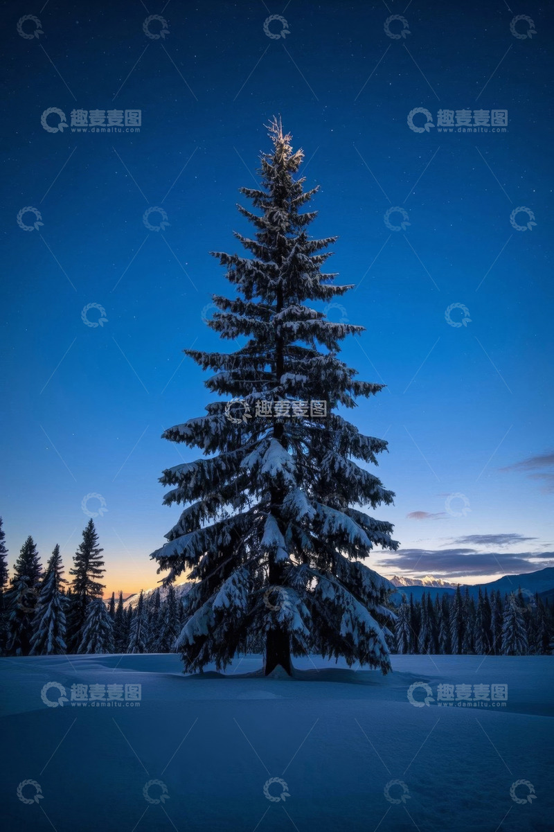 高清大图下载【趣麦麦图】雪后森林中的高大松树