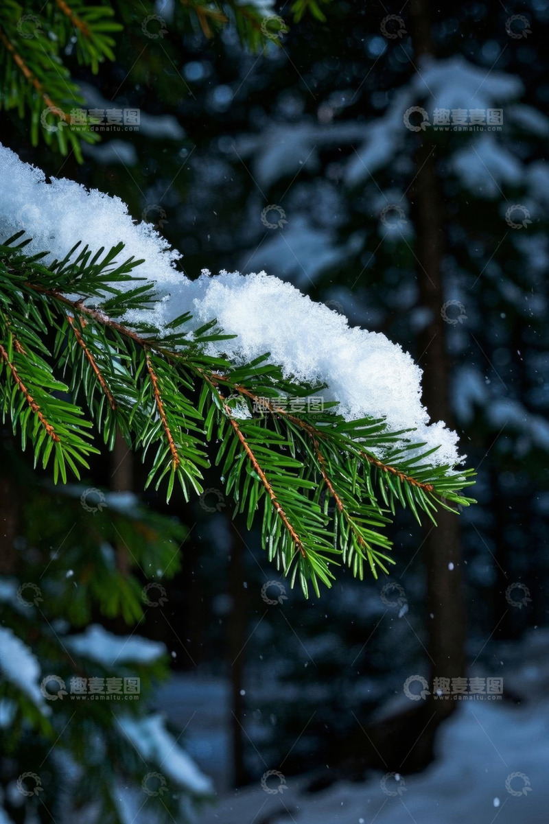 高清大图下载【趣麦麦图】积雪覆盖的松树枝特写