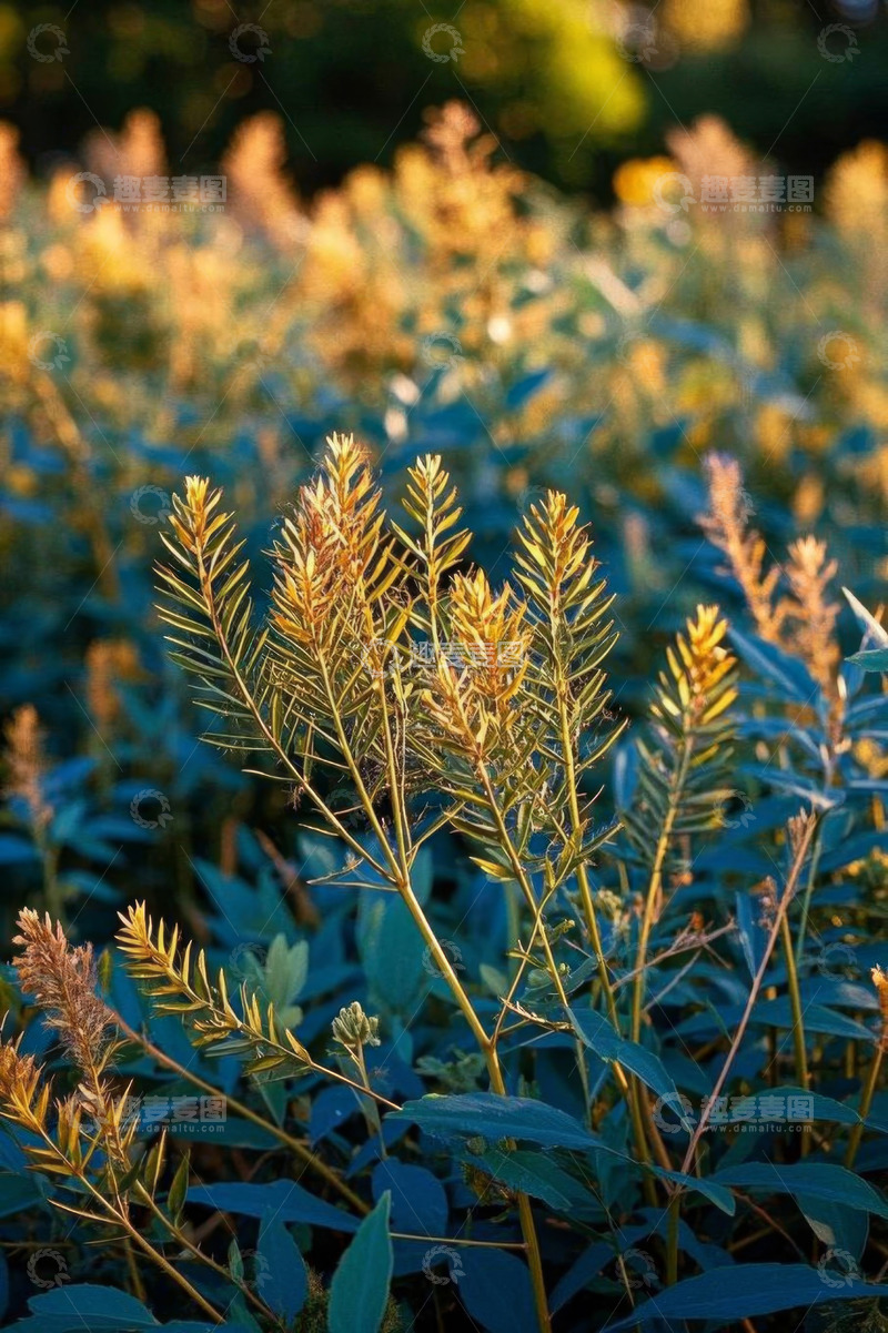 高清大图下载【趣麦麦图】阳光下的植物特写