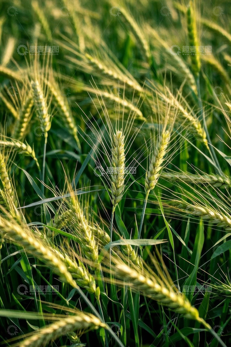 高清大图下载【趣麦麦图】成熟的小麦田间景象