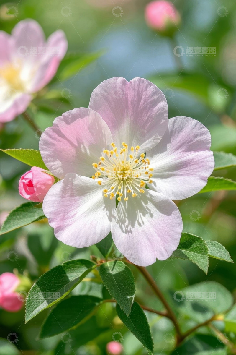 高清大图下载【趣麦麦图】特写粉色花朵与绿叶