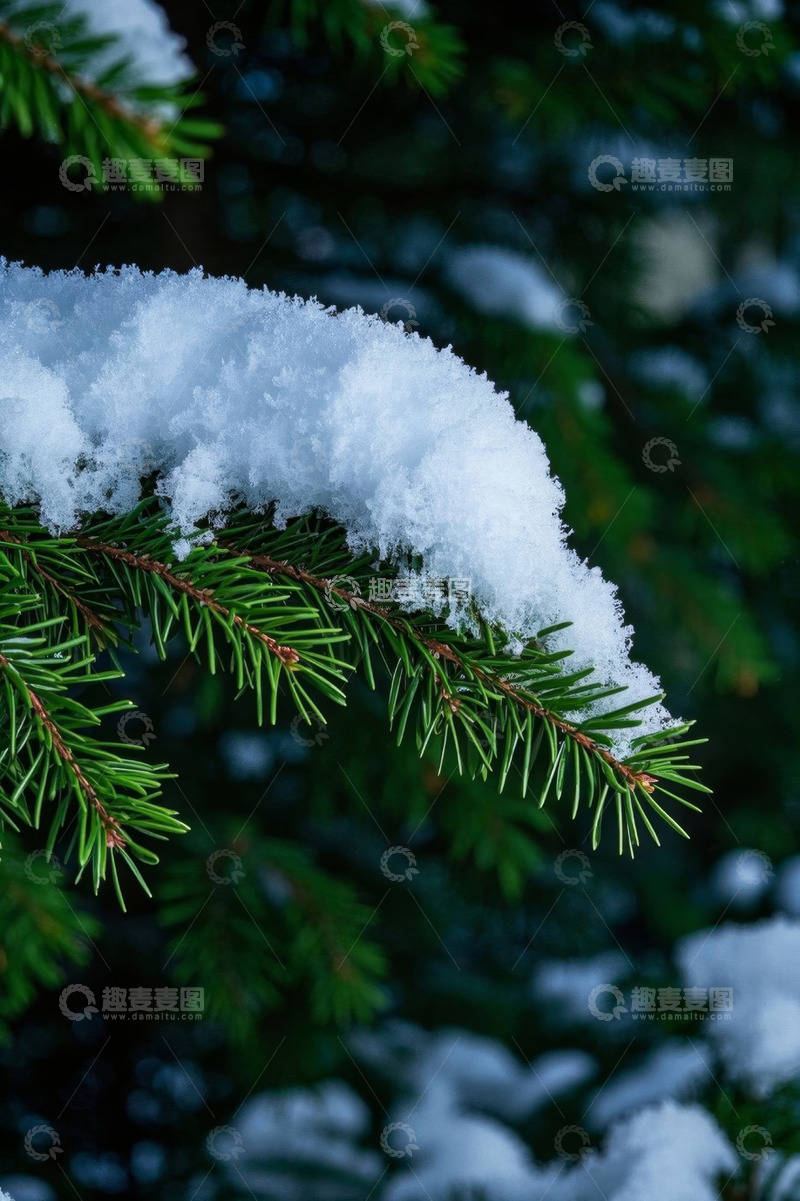 高清大图下载【趣麦麦图】覆雪的松树枝特写