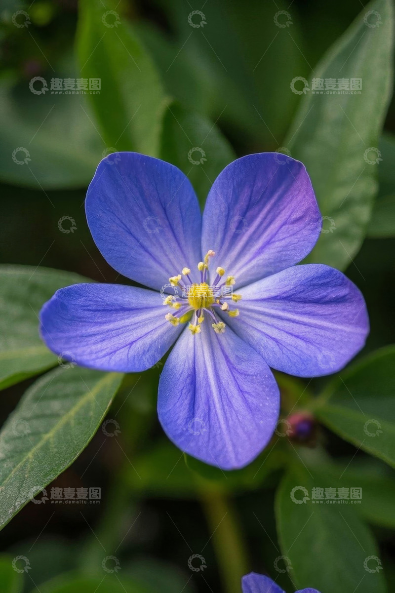 高清大图下载【趣麦麦图】蓝色花朵特写