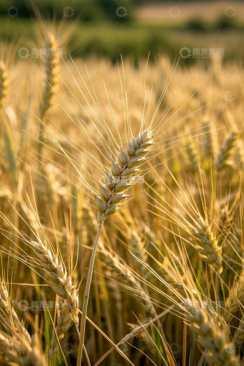 高清大图下载【趣麦麦图】成熟小麦田特写