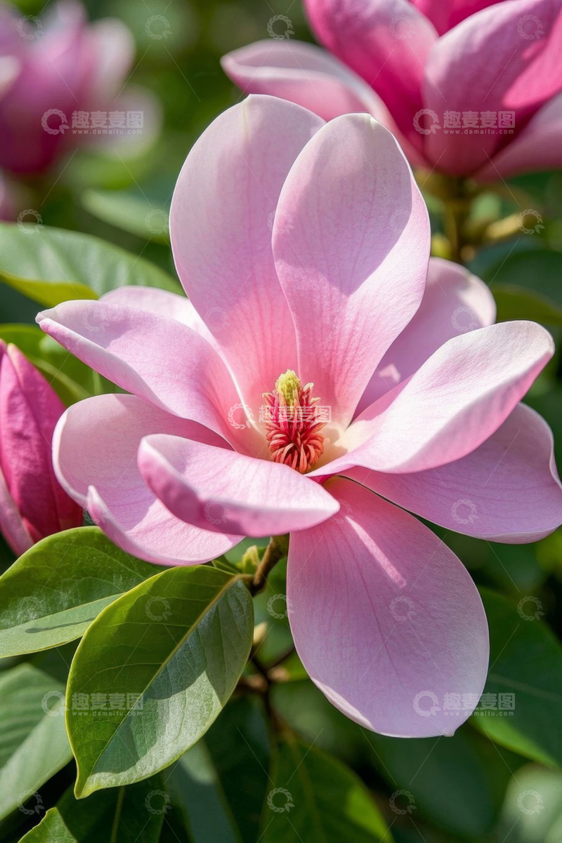高清大图下载【趣麦麦图】特写粉色玉兰花