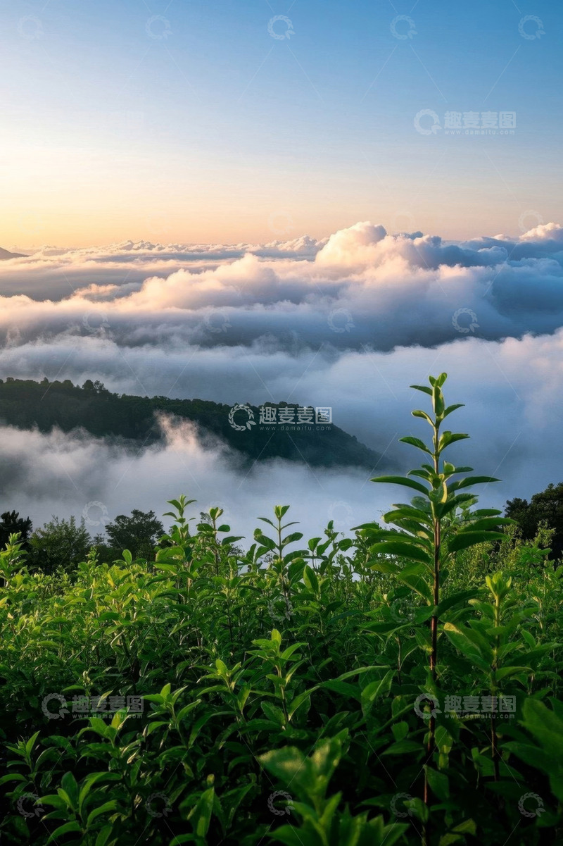 高清大图下载【趣麦麦图】山间云海与前景绿植景观