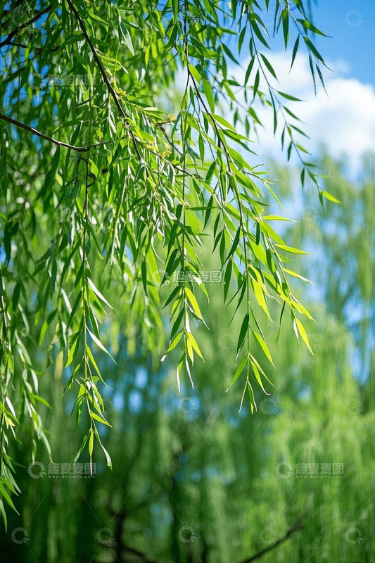 垂柳枝叶蓝天自然风光