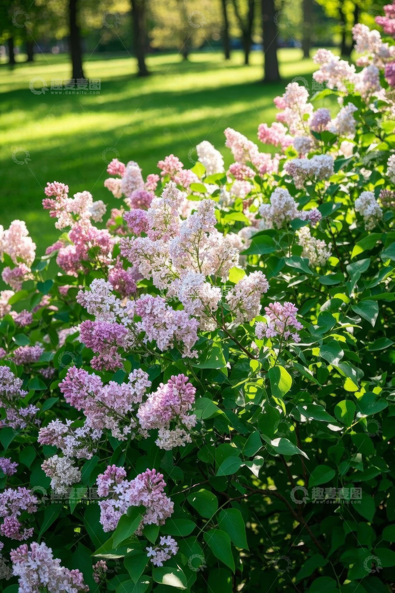 高清大图下载【趣麦麦图】公园中盛开的粉白色花丛