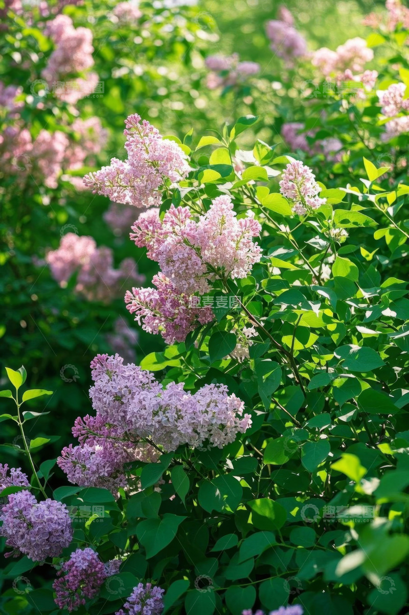 高清大图下载【趣麦麦图】盛开的紫色丁香花丛