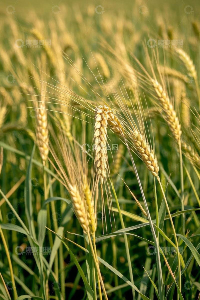 高清大图下载【趣麦麦图】成熟小麦特写