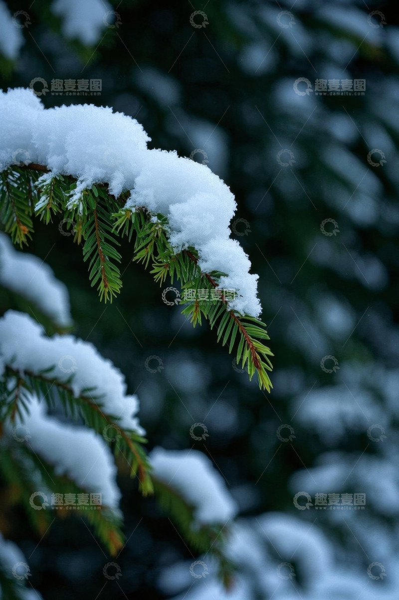 高清大图下载【趣麦麦图】覆雪的绿色松树枝特写