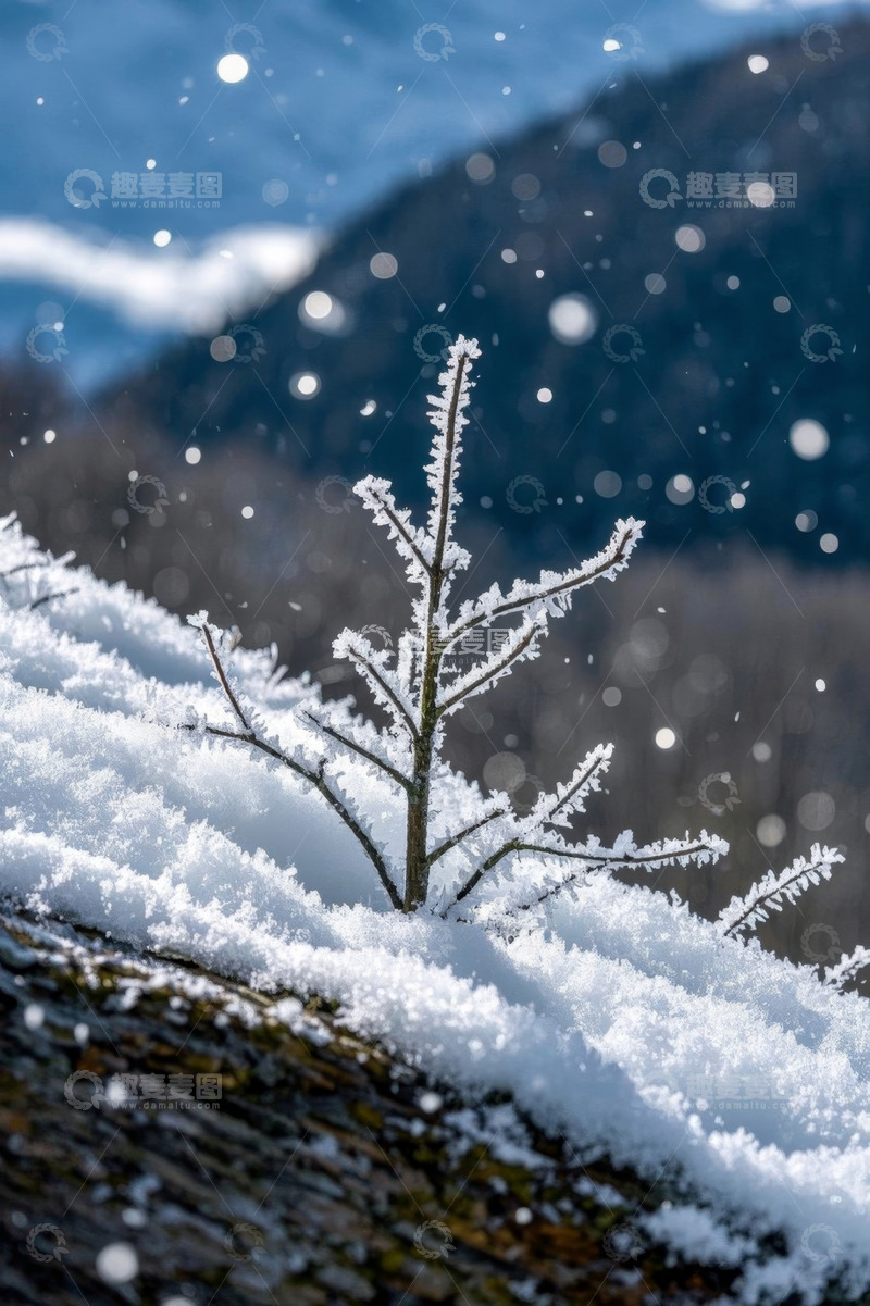 高清大图下载【趣麦麦图】雪中覆雪植物近景