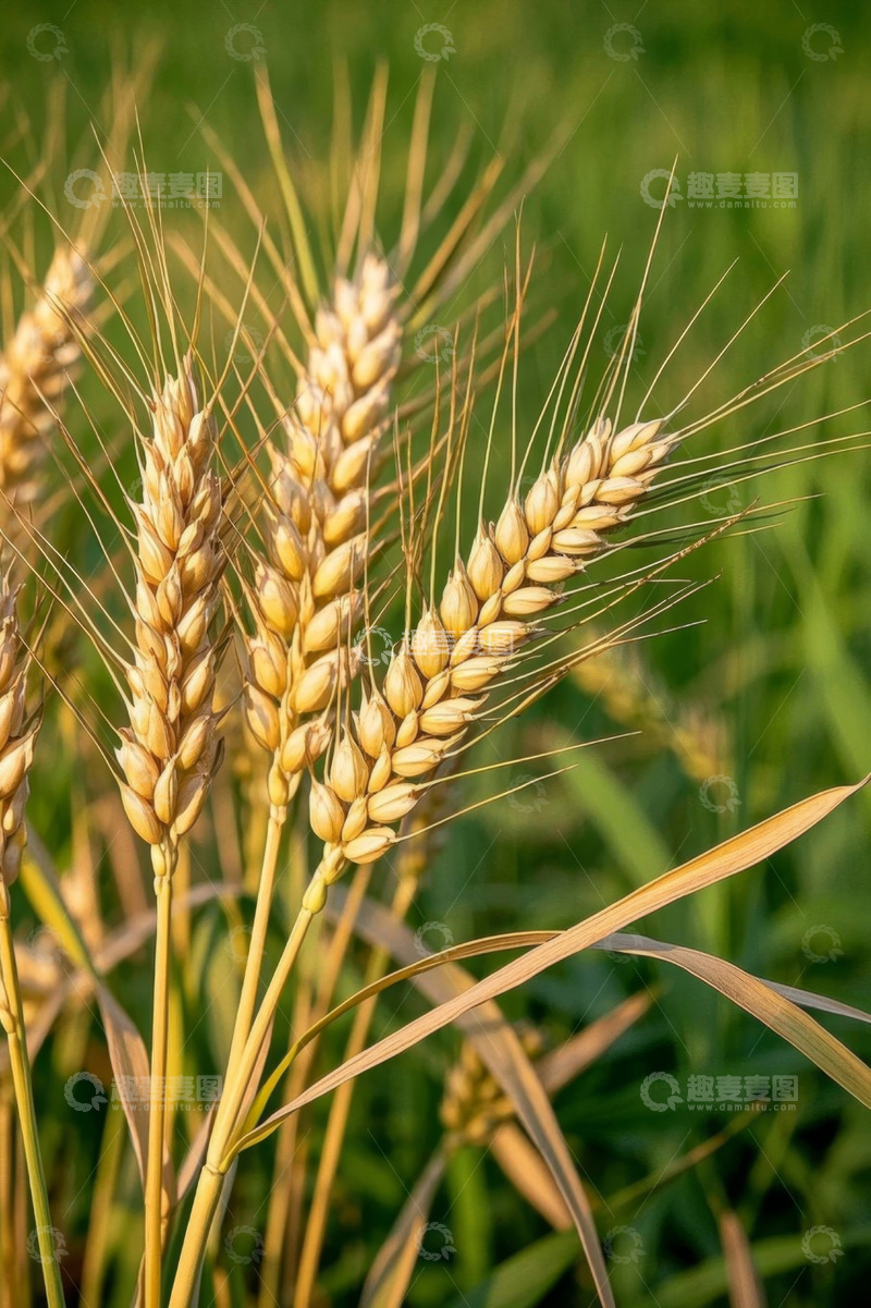 高清大图下载【趣麦麦图】成熟小麦特写