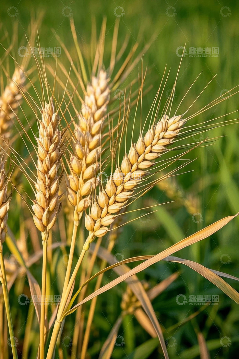 成熟小麦特写