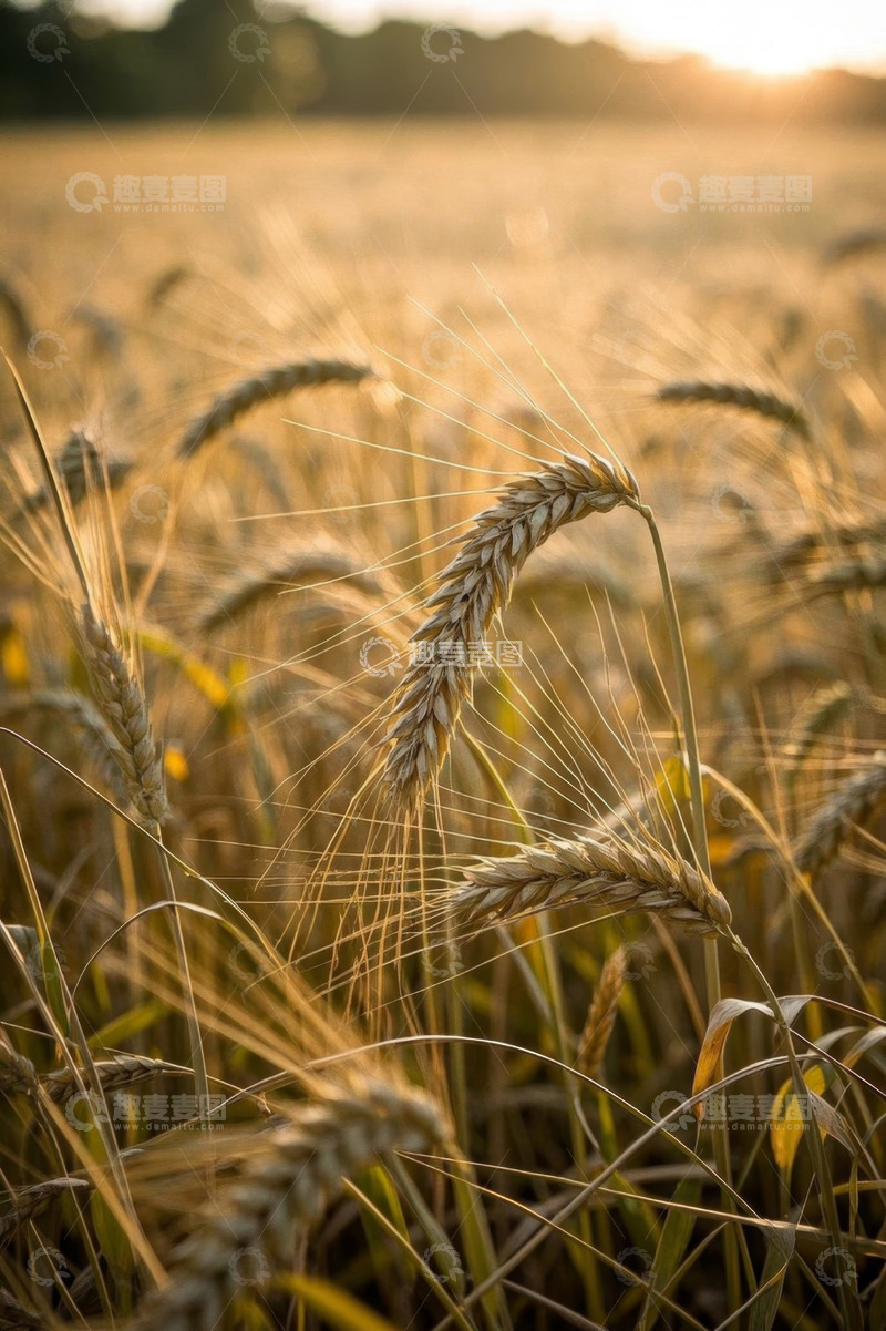 高清大图下载【趣麦麦图】金色麦田中的成熟小麦