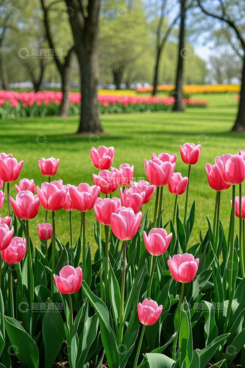 高清大图下载【趣麦麦图】公园中盛开的粉色郁金香