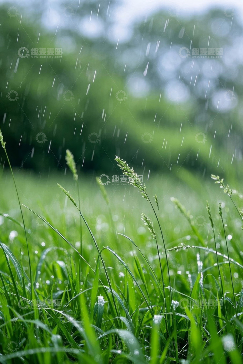 高清大图下载【趣麦麦图】雨中草地自然景观