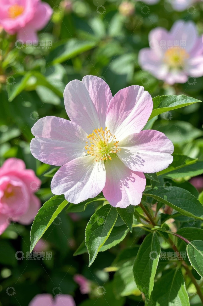 高清大图下载【趣麦麦图】粉色花卉特写素材