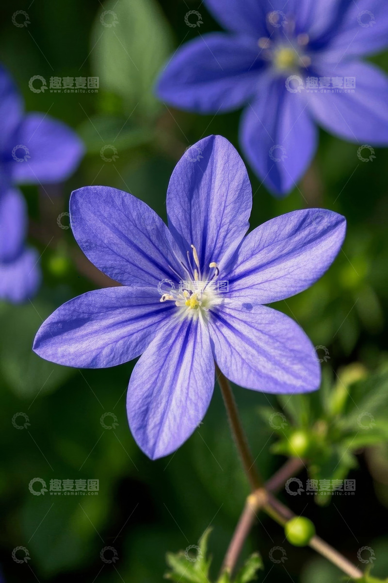 高清大图下载【趣麦麦图】特写紫色小花