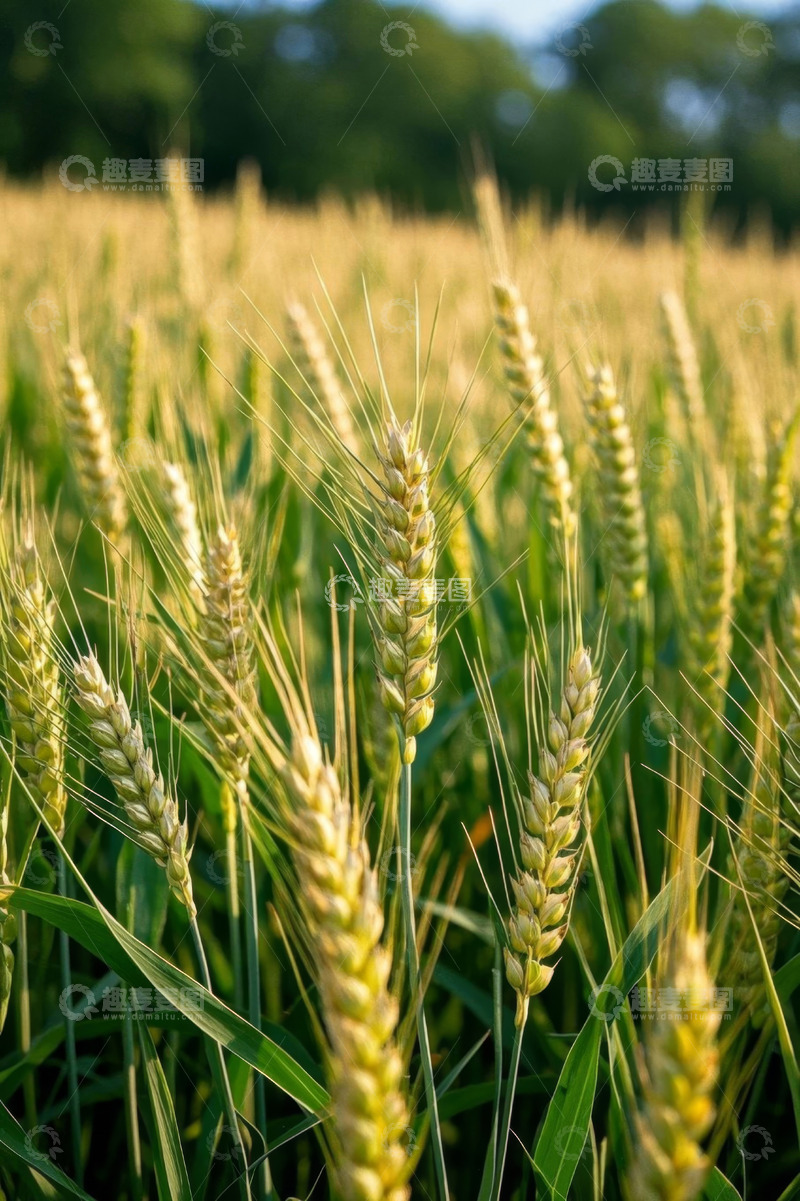高清大图下载【趣麦麦图】成熟小麦田近景